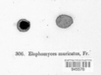 Elaphomyces muricatus image